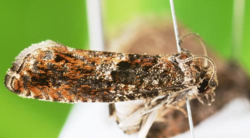 Réf. 358 741 : Epinotia immundana